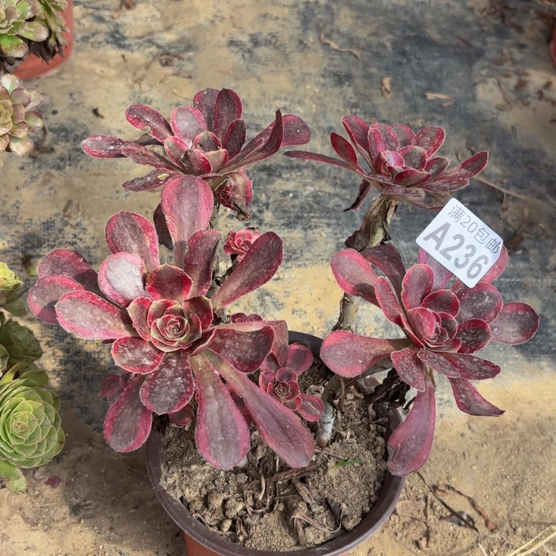 236多肉植物捧花的时候