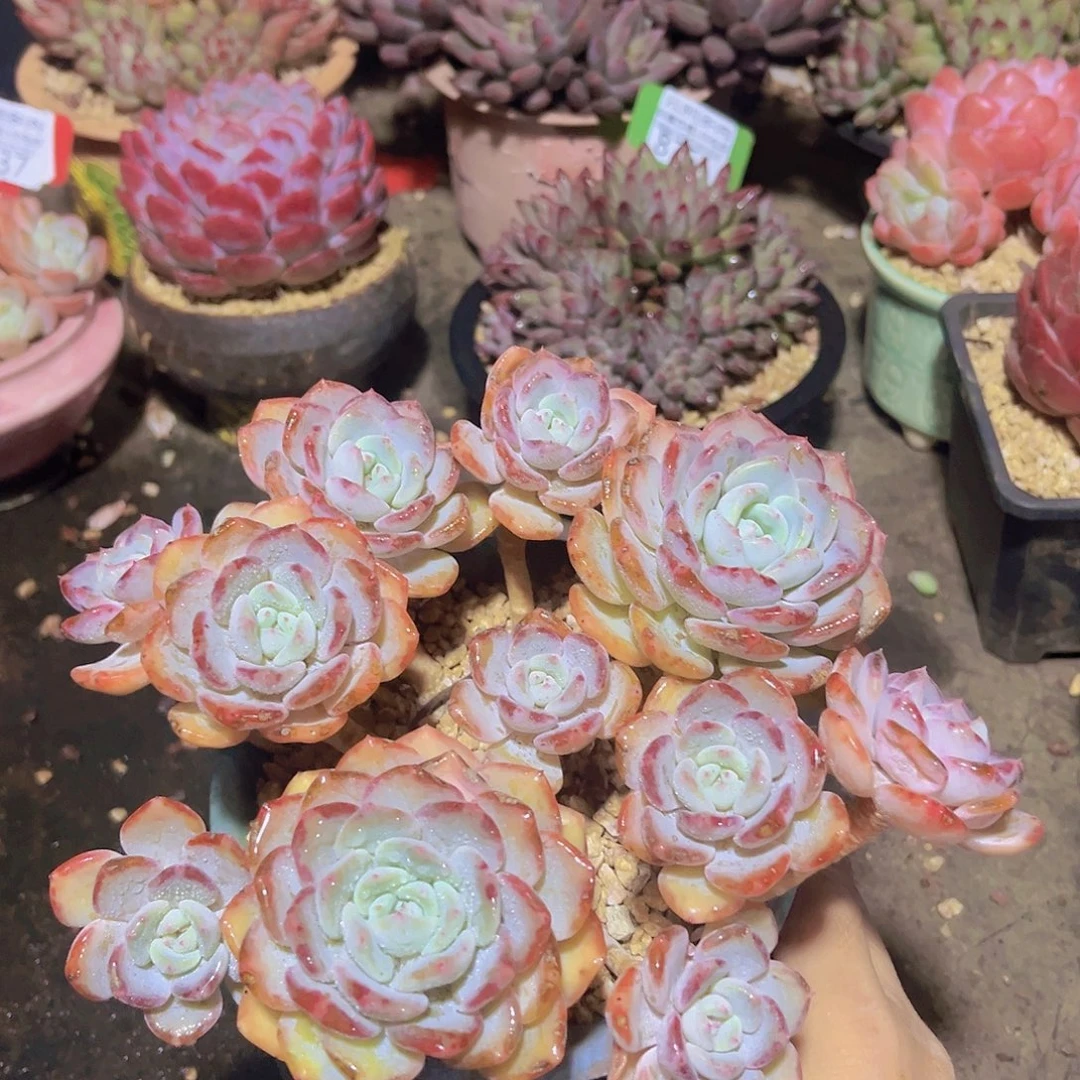 8815千山雪多肉植物