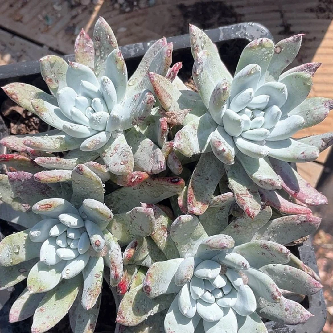 【闪购商品】红拇指杂苹果叶