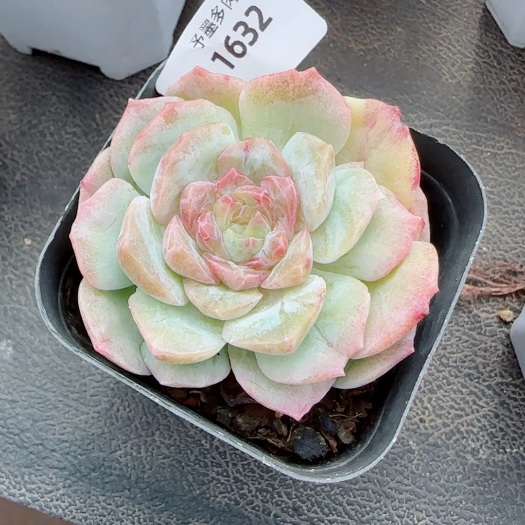梦幻泡影石化，1632多肉植物