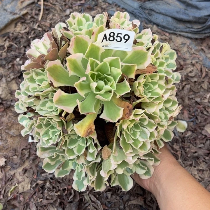 白凤多肉植物859.
