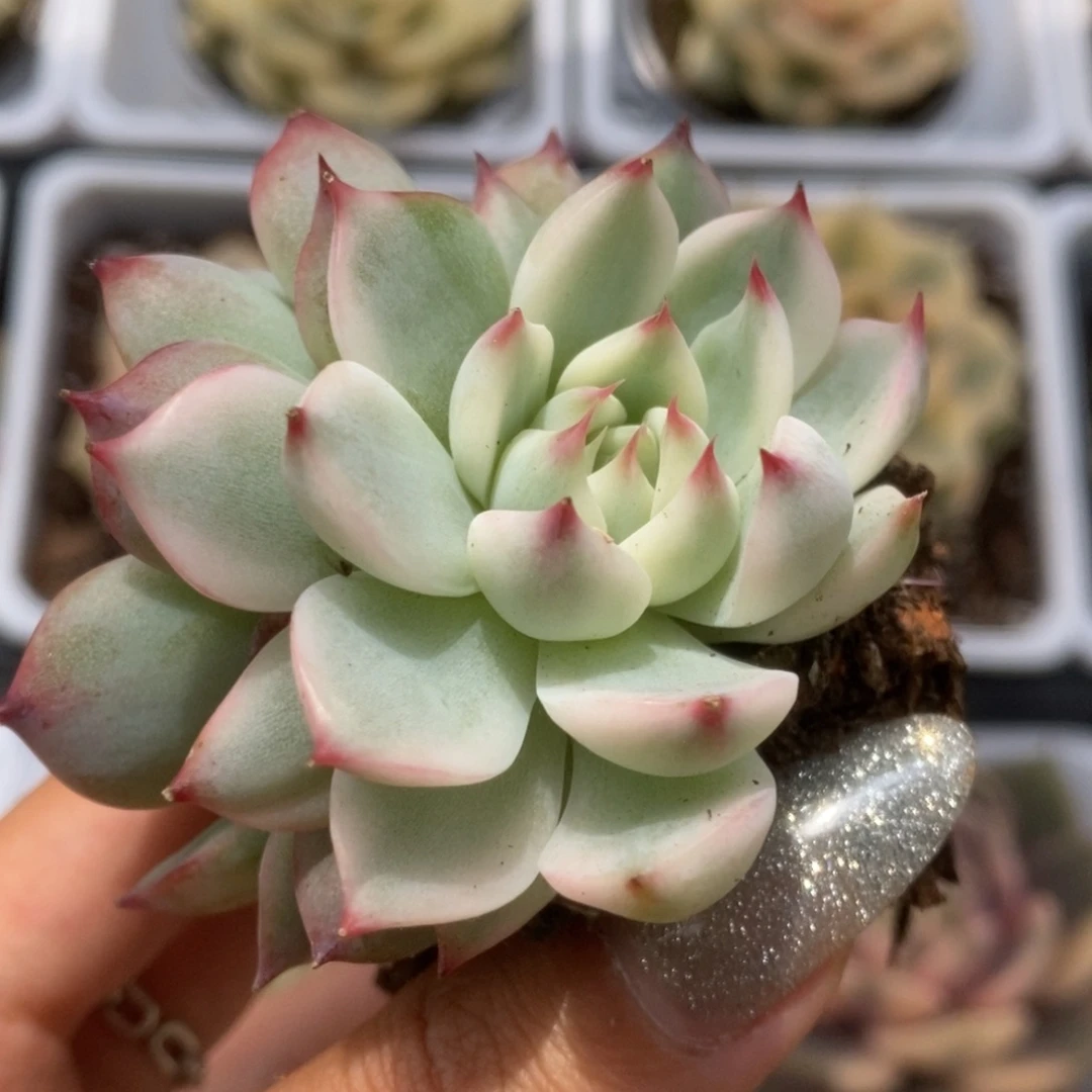 086锦锦锦锦锦锦锦锦