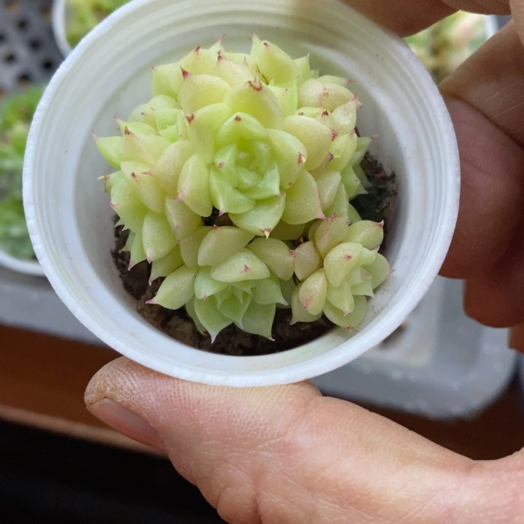 精品多肉一物拍不包整258