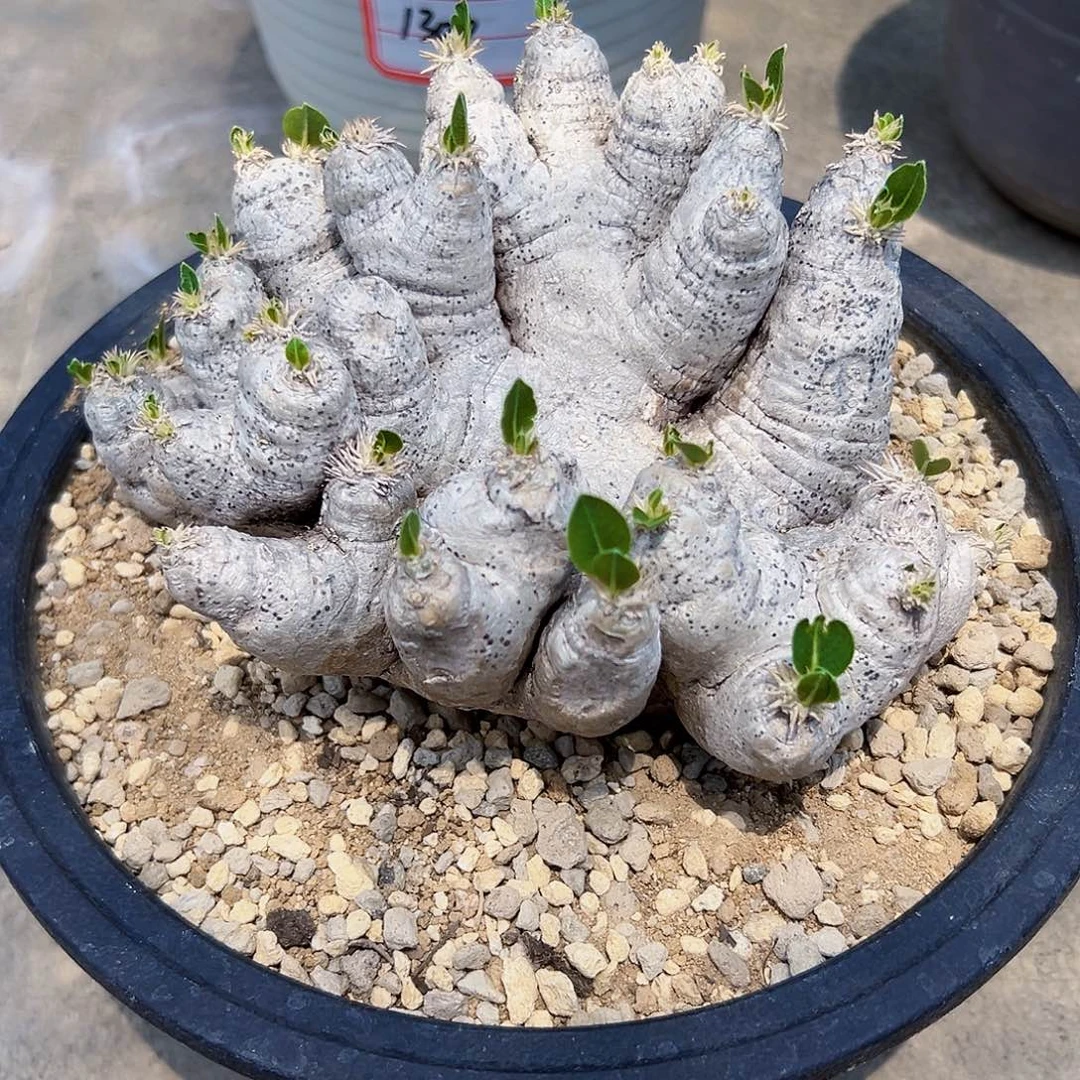 须笑Wwwwwwwwwwwwww