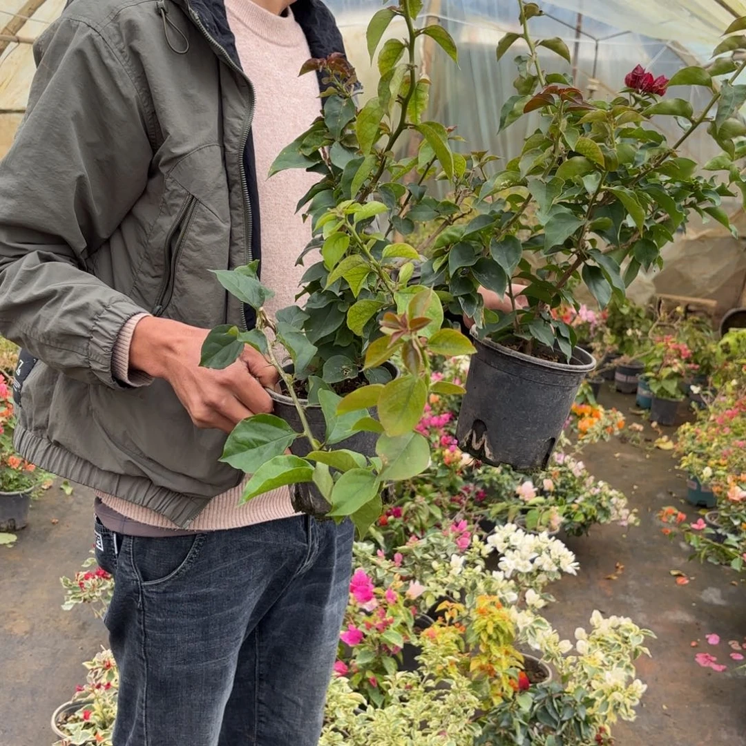 全部花苞（太妃糖）三角梅会落花落叶会光苗有大有小