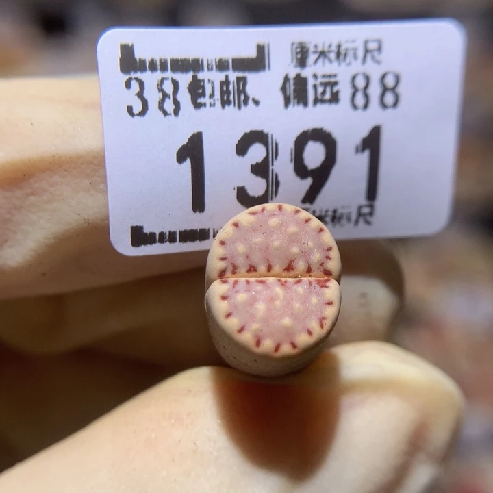 gSss精品生石花1391