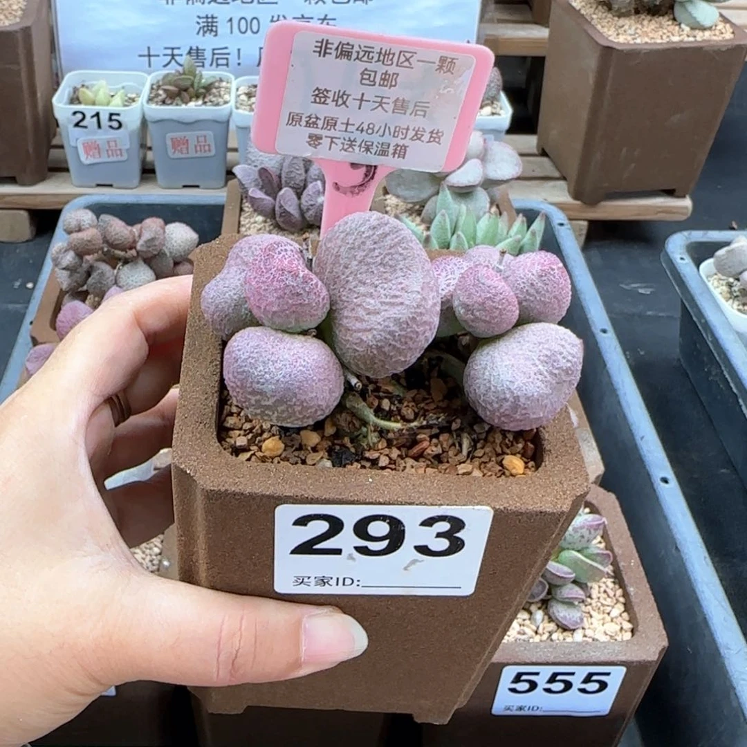 浪**。293红烧肉多肉植物