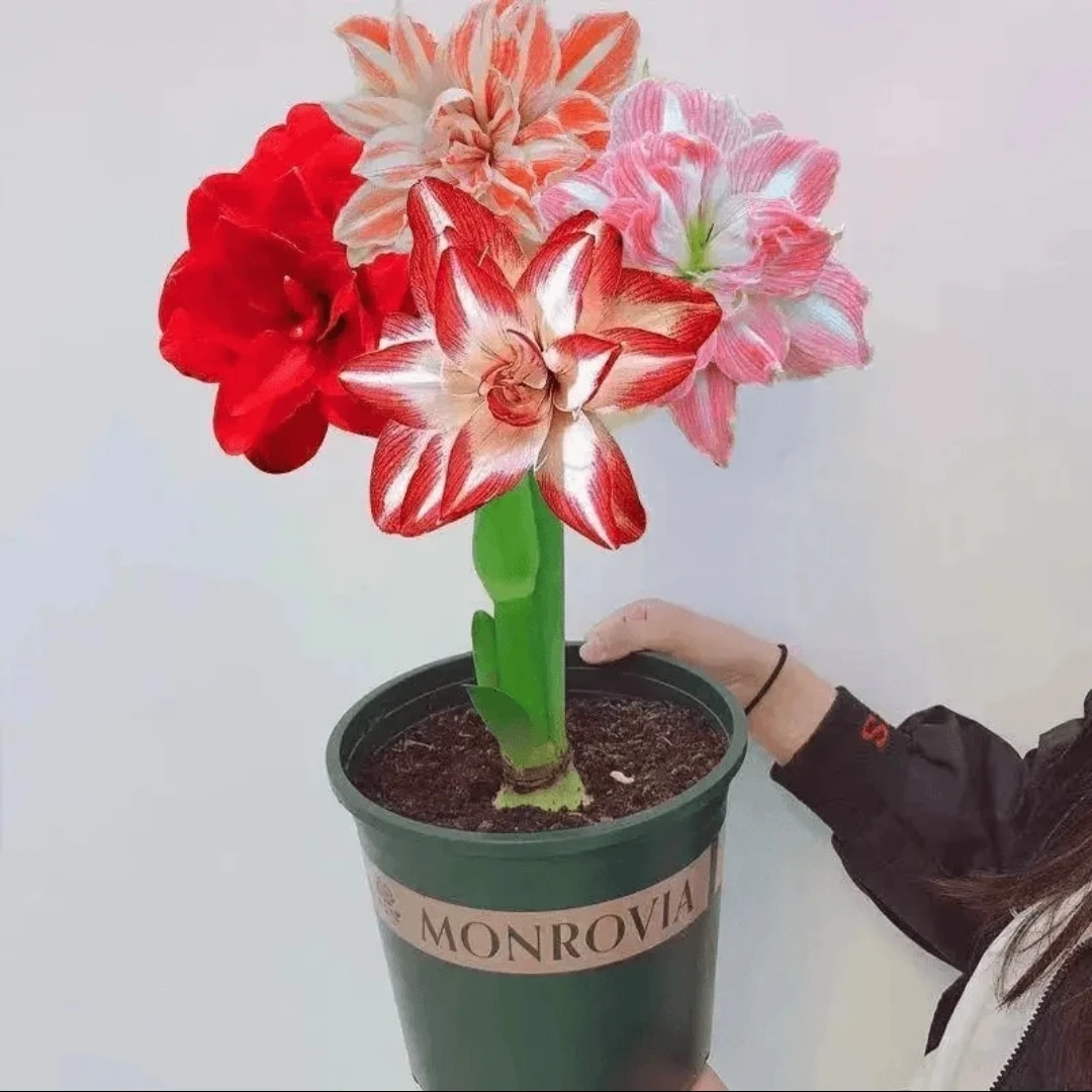 6-7厘米（买2棵送1棵）大花重瓣朱顶红四季开花盆栽花卉植物好养活
