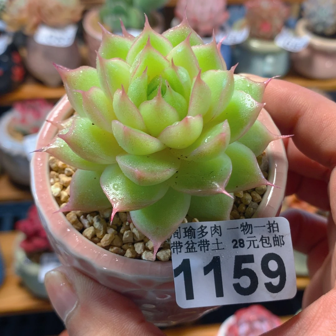 精控多肉植物1159