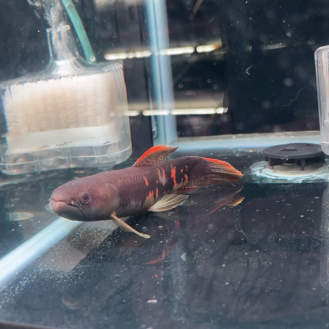 海水鱼七彩牙鱼小型凶猛鱼