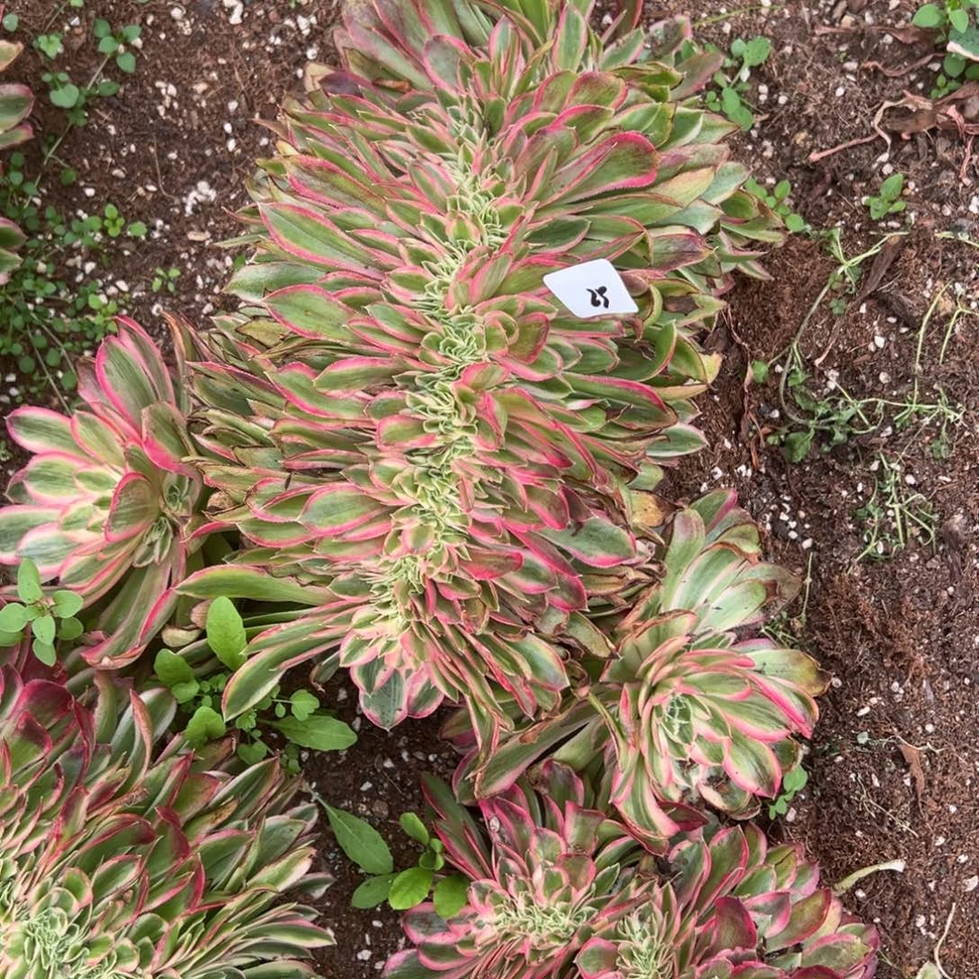 25孔雀翎缀多肉椅子