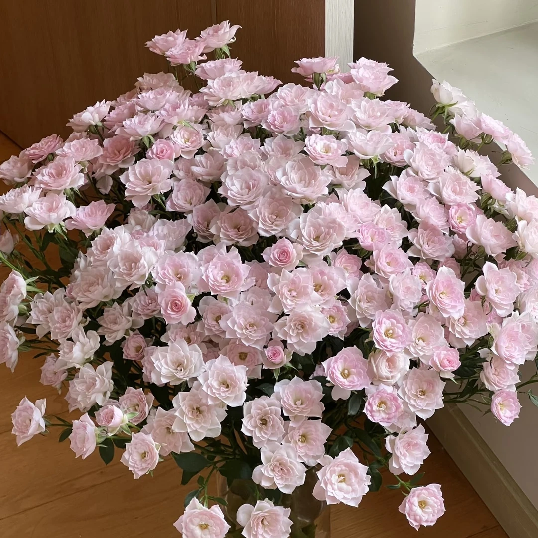 完美甜蜜多头玫瑰