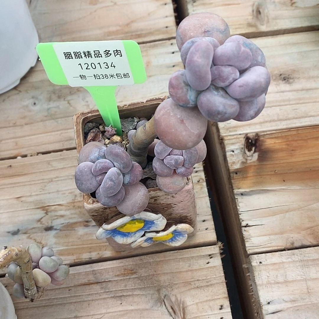 134人咯就有小雨天蜗牛