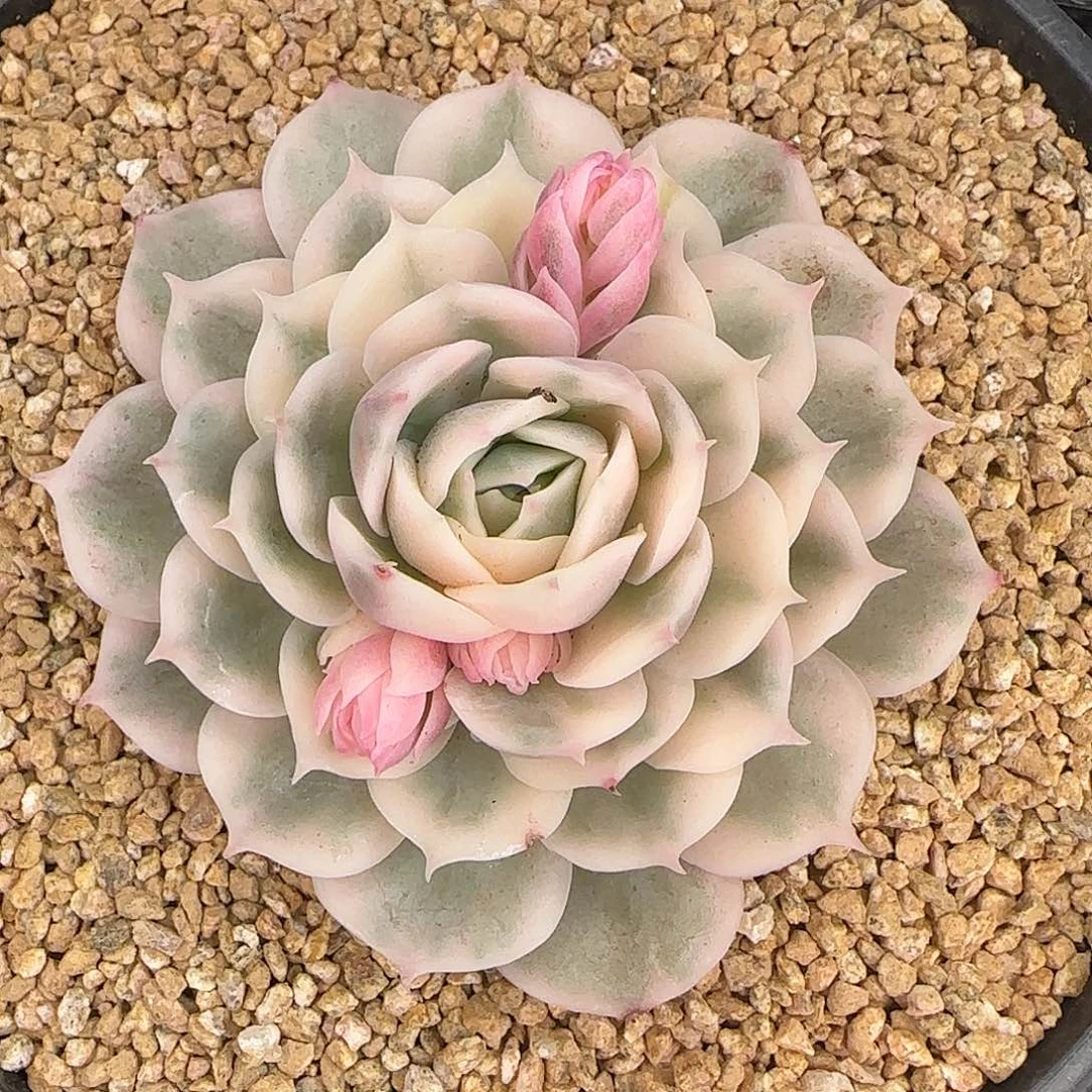 从前慢花园精选昂斯诺锦