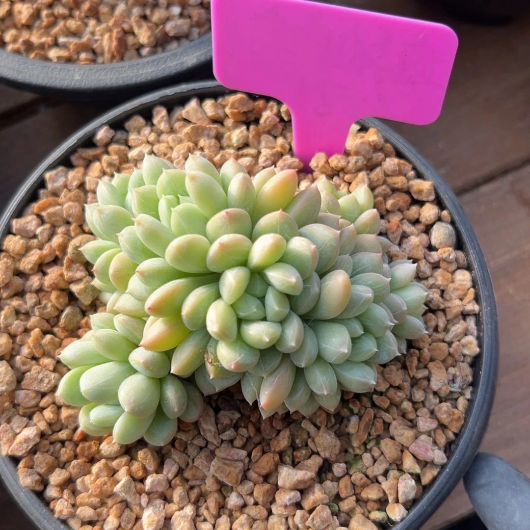 百达翡翠111111111111111