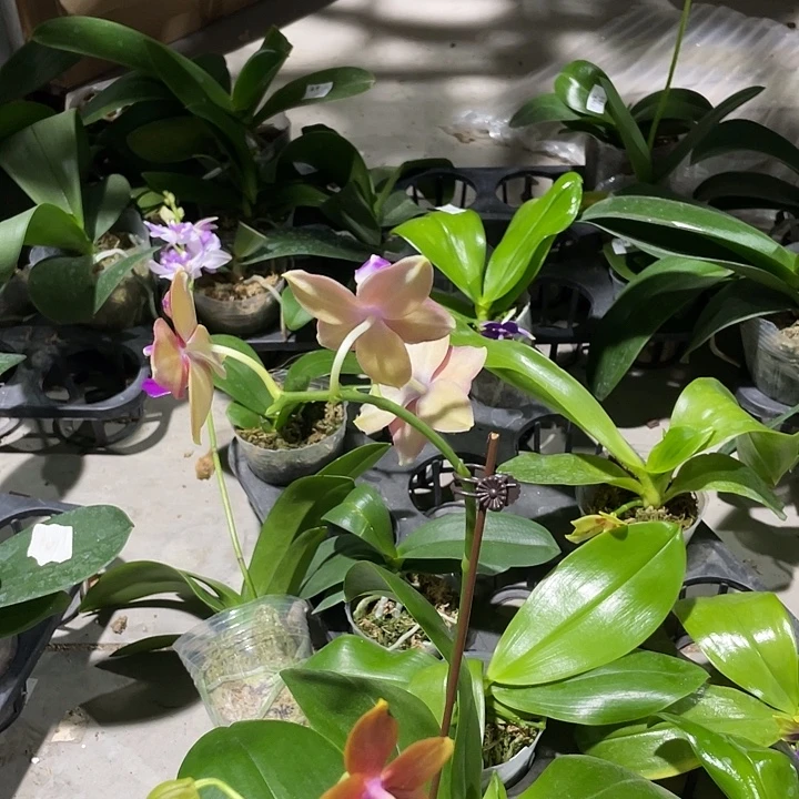 小***粒完全开放原生香花 2.8 两颗