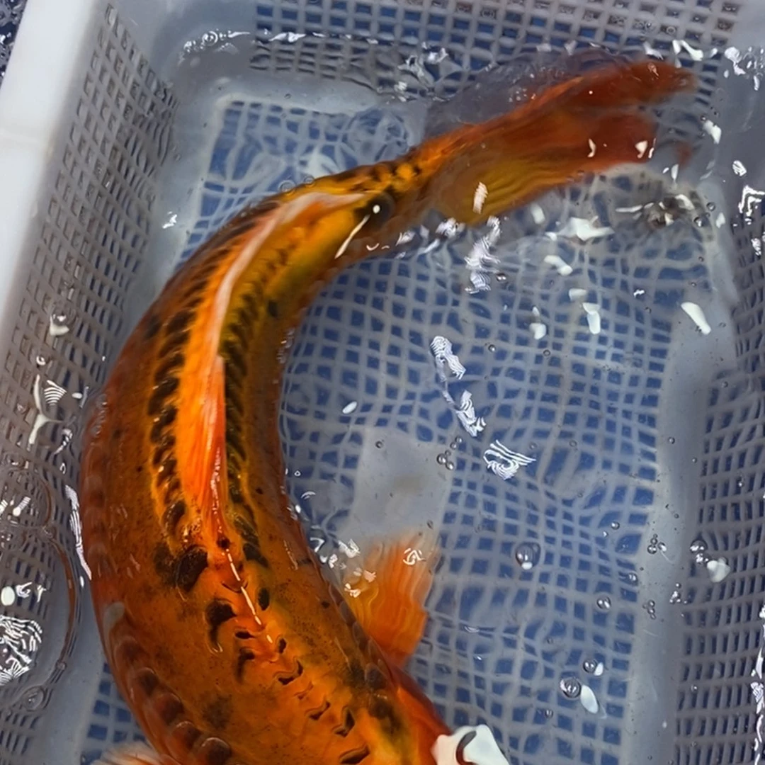 锦鲤冷水锦鲤包邮