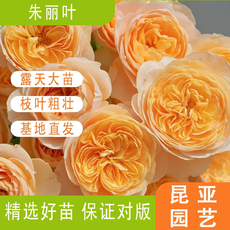 昆亚花园朱丽叶月季花苗阳台庭院盆栽多季开花带花苞好养基地直发