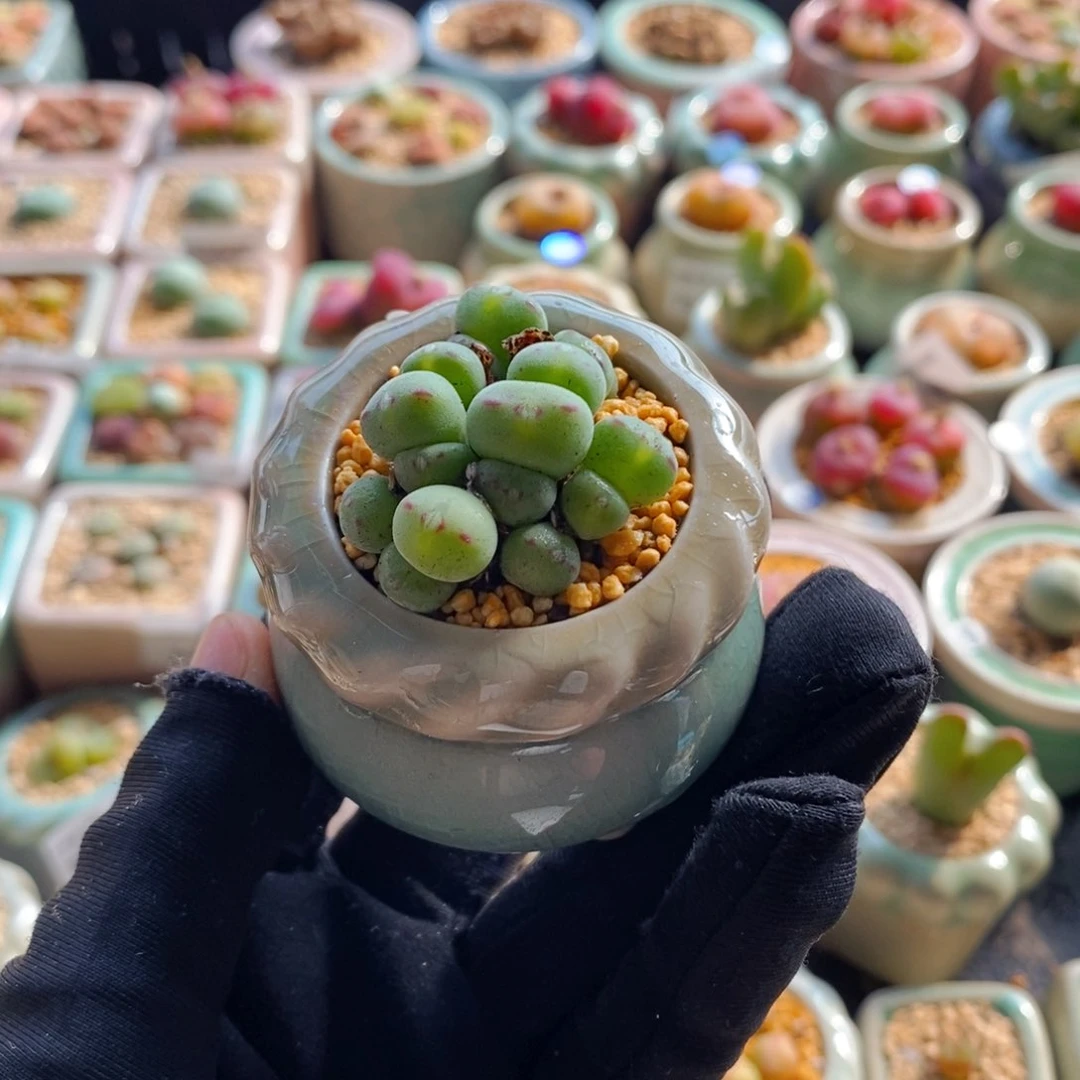 7634--一物一拍 带盆