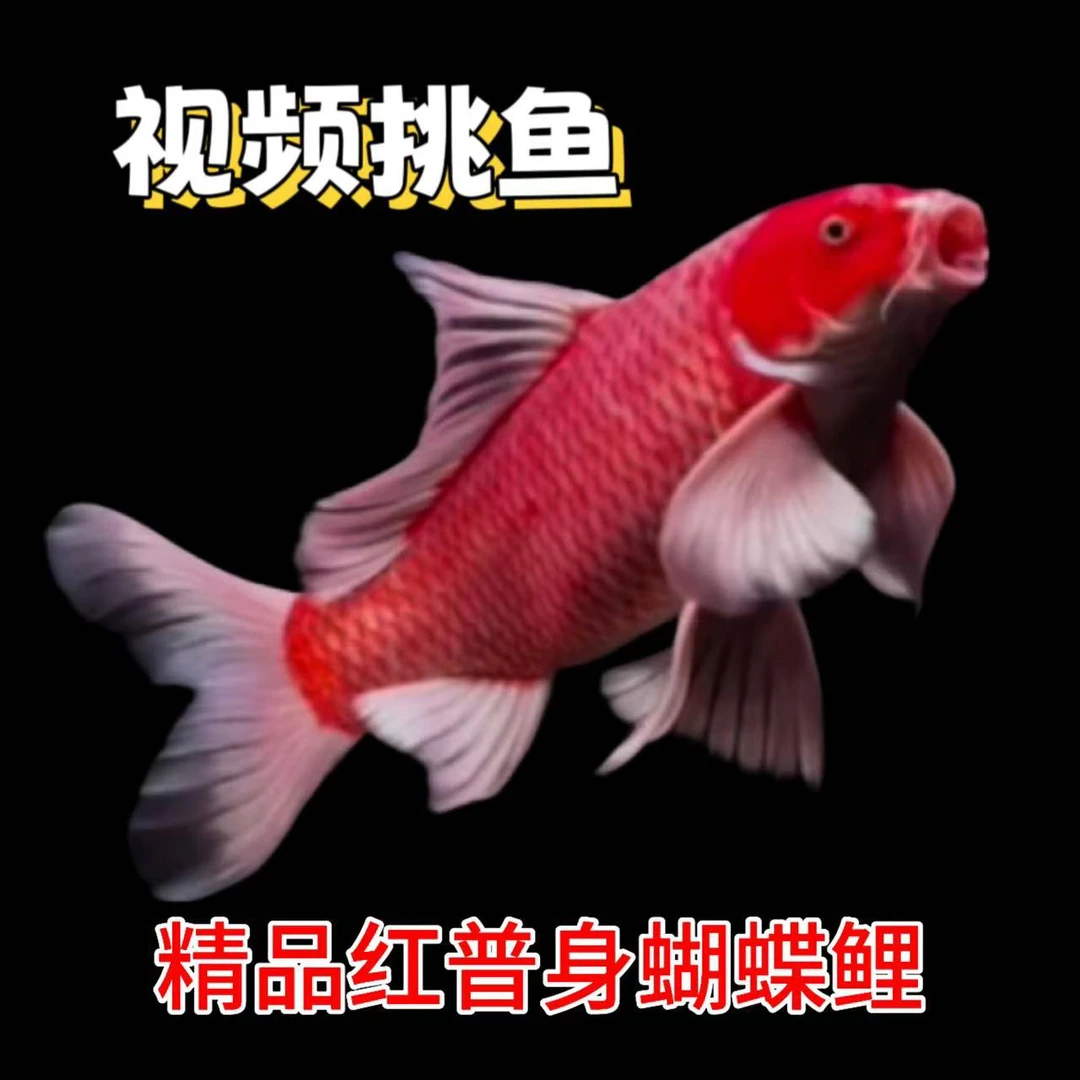 直播间专拍，蝴蝶鲤