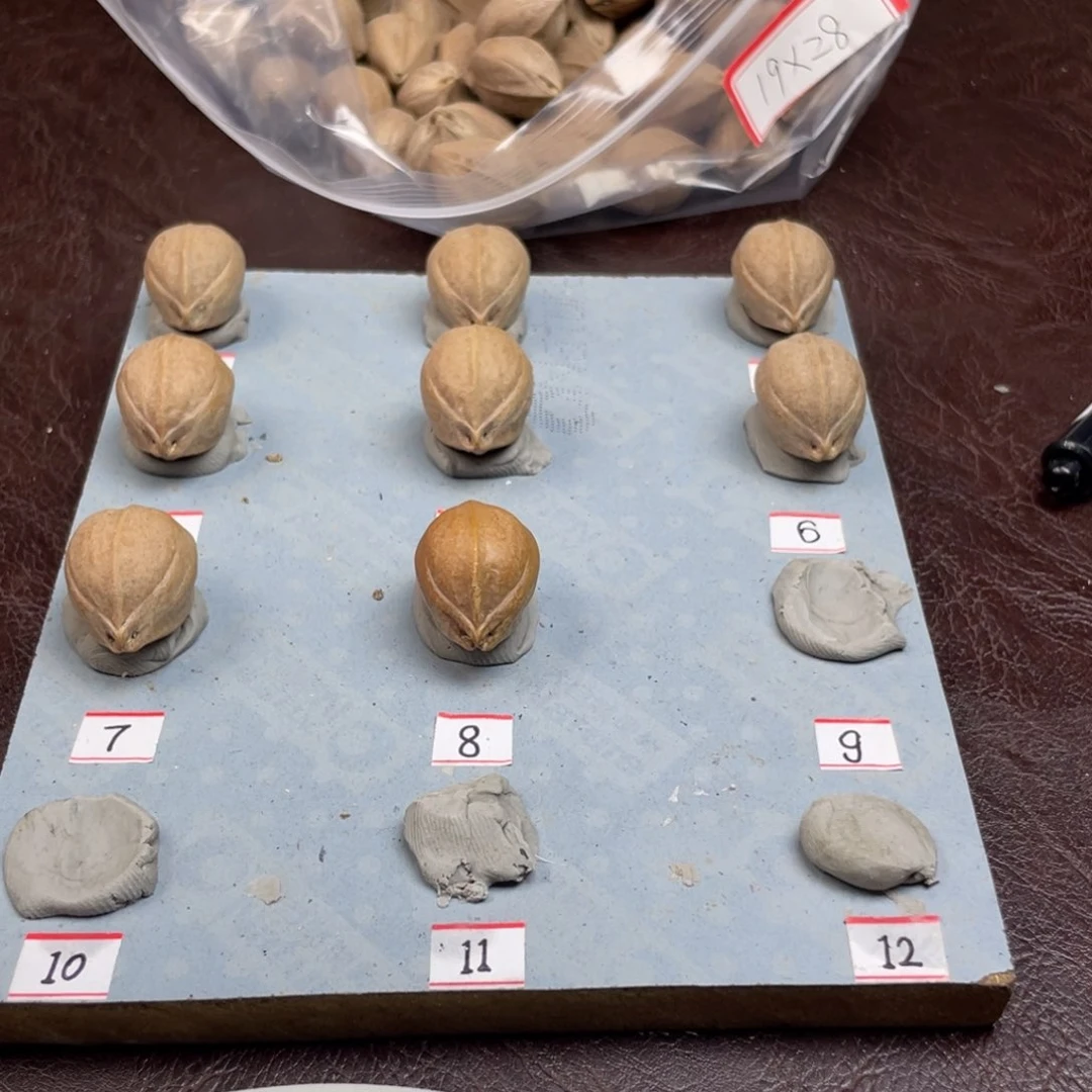 手串/手链橄榄核君*邪18.26加三通梅林铁核