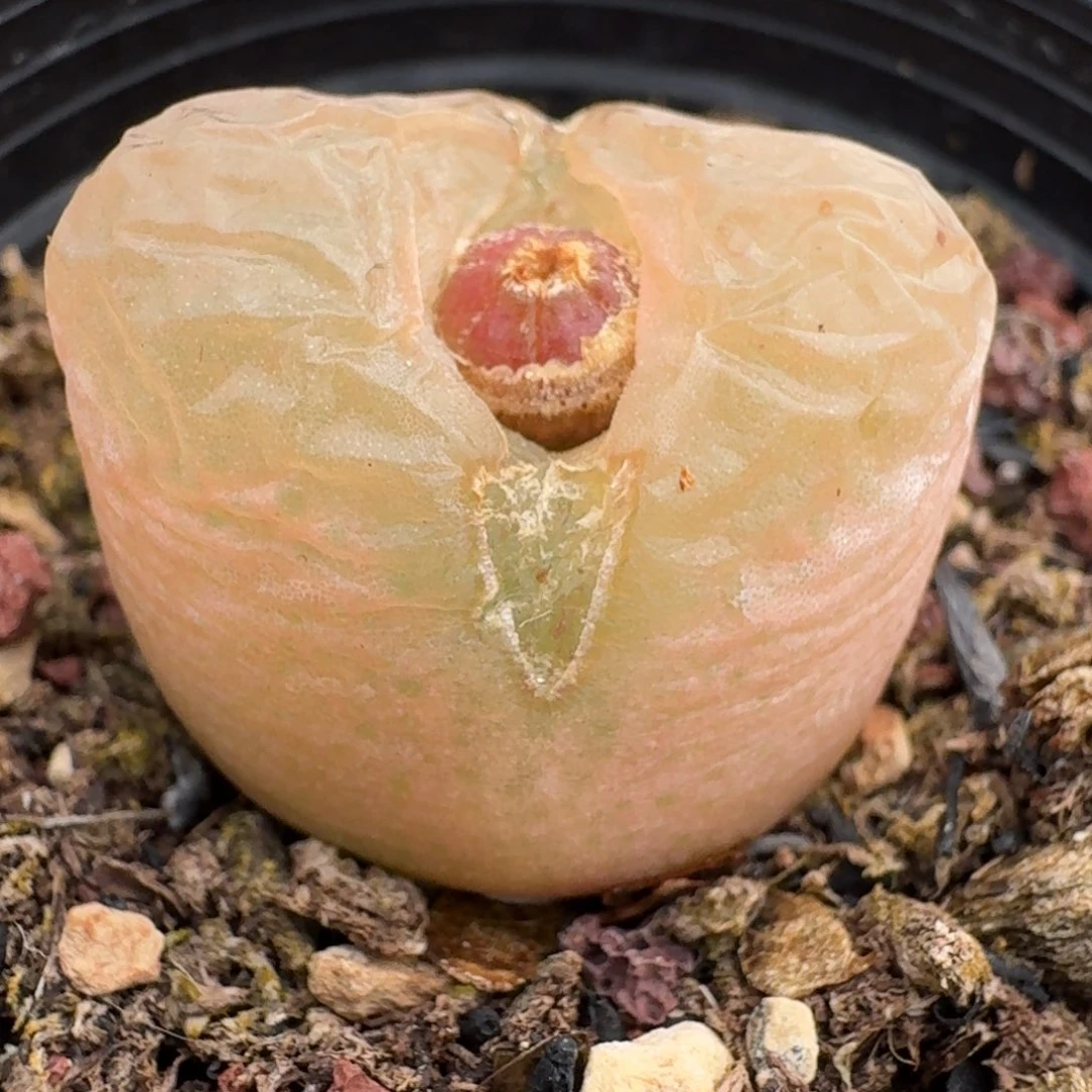 435带盆土发货尺寸2.2