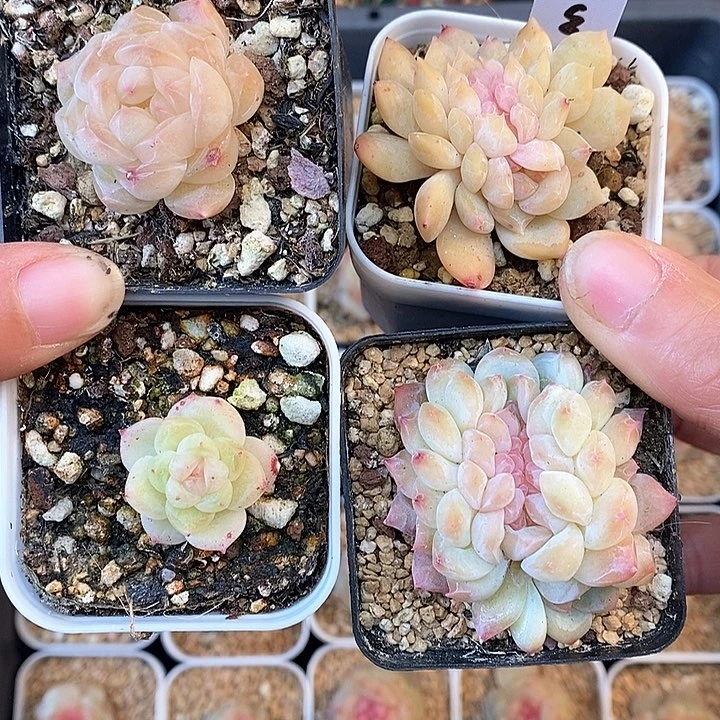 响当当之的是对未来