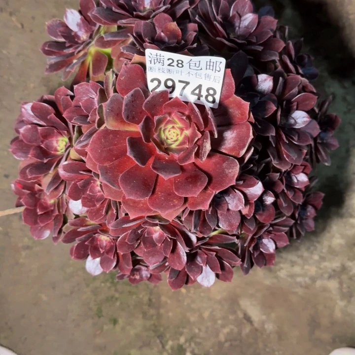 29748南美人不包断枝