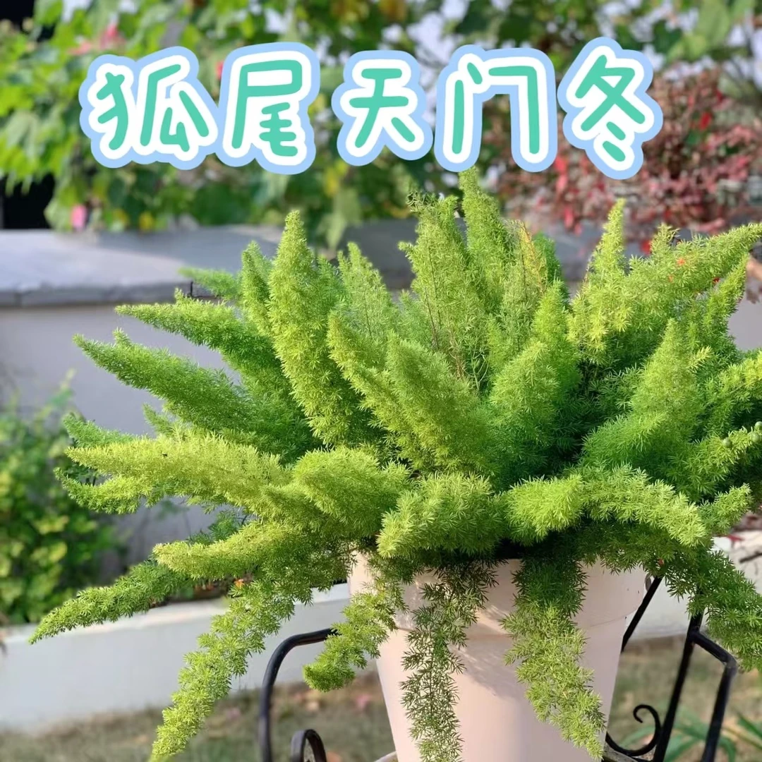 【狐尾天门冬】盆栽绿植柠檬香圣诞树造型盆栽
