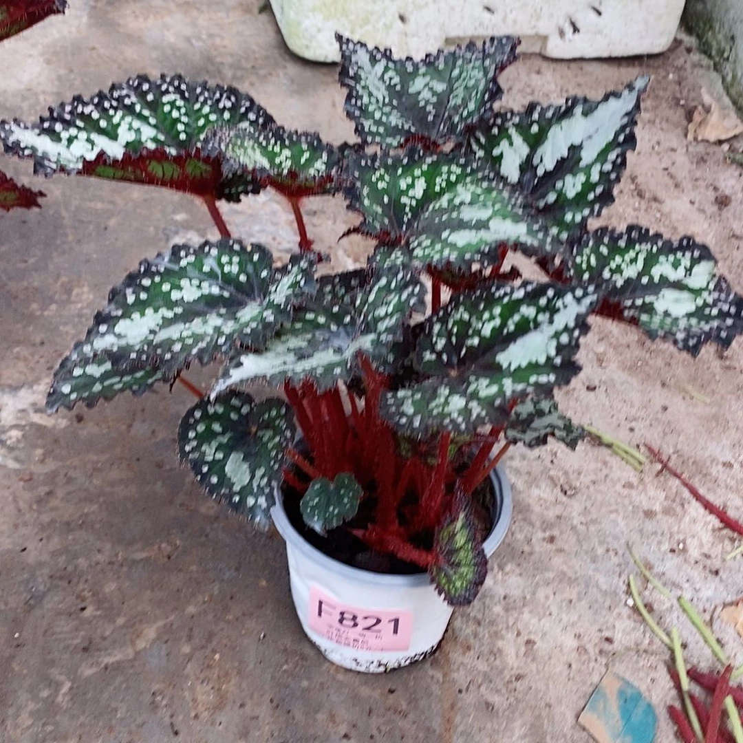 无花朵?****?秋海棠童话821