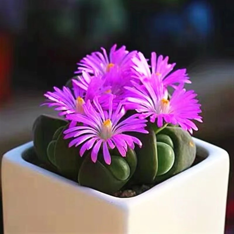 无比玉【全店凑满18元包邮】多肉植物