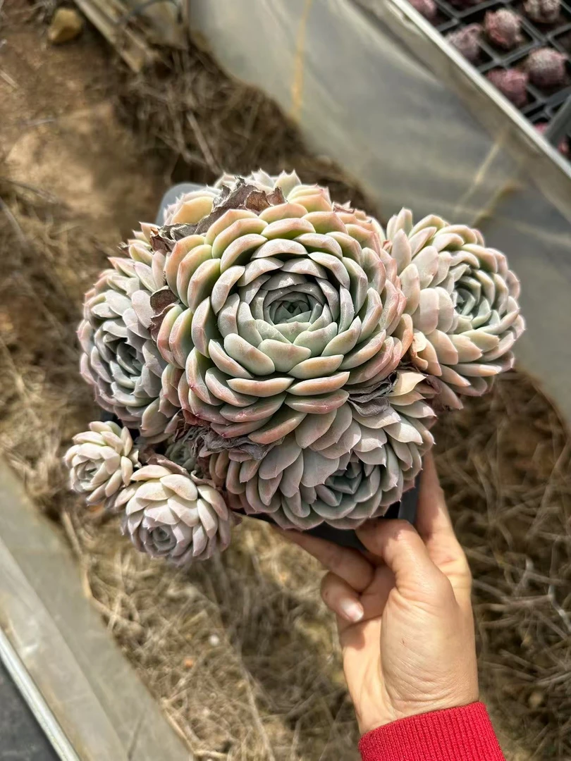 18#超级冰玉大群生前男友精品多肉 SM179