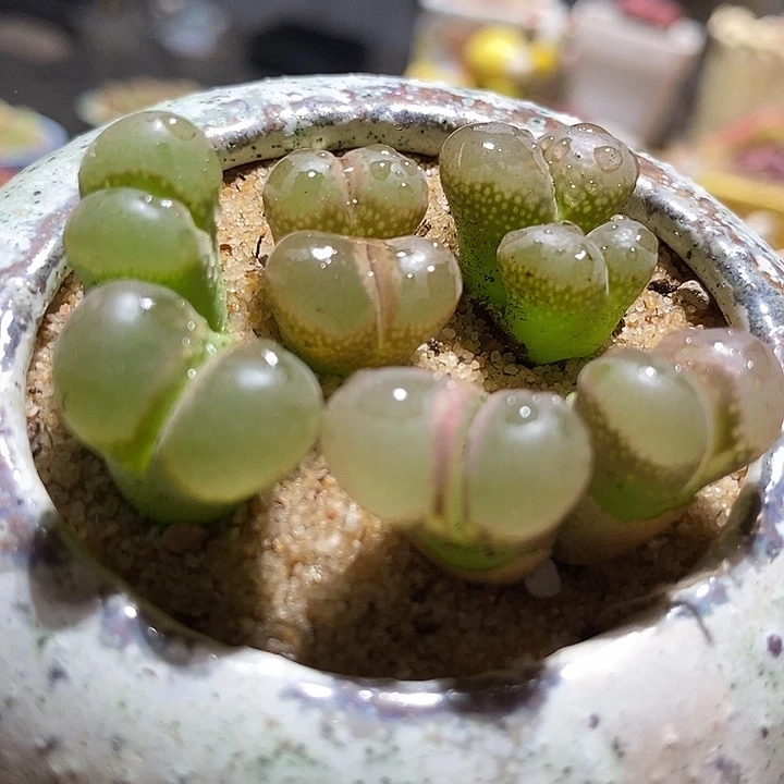 8519双头cm10一颗