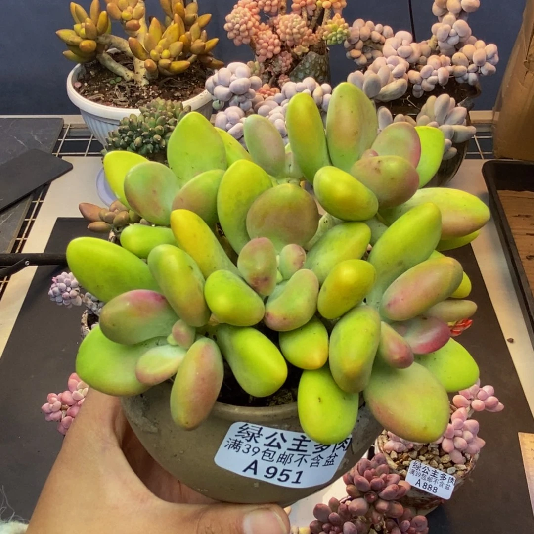 951芒果奶多肉12cm