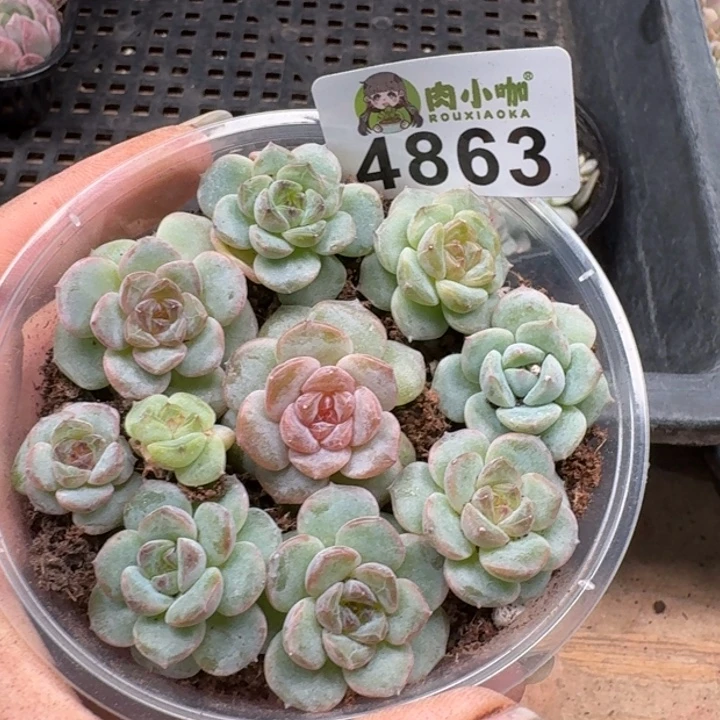 多肉植物多肉植物