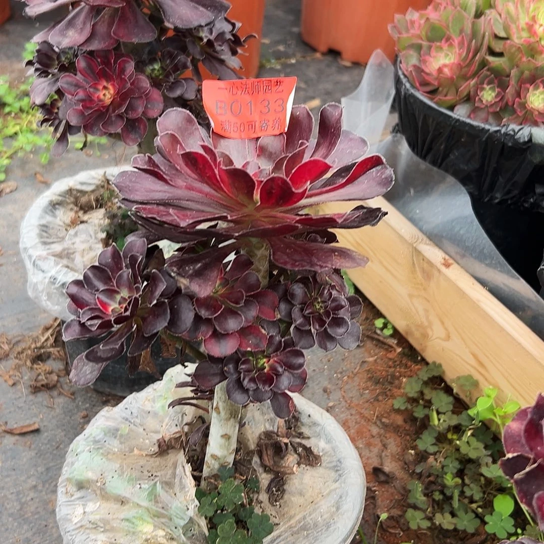花蝴蝶多肉植物0133