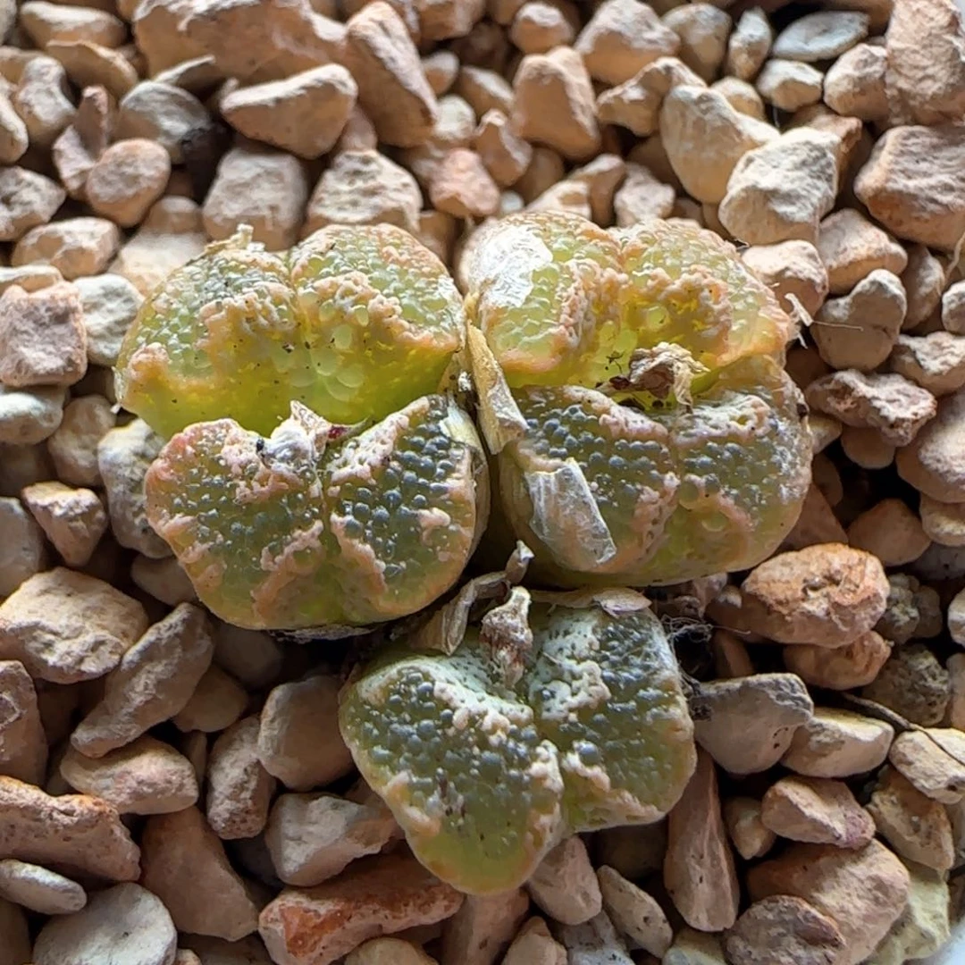 5517大白多肉植物园