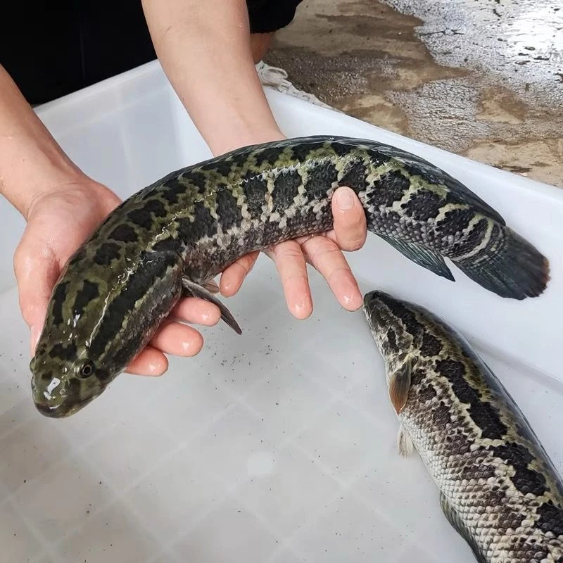 活体黑鱼生鱼乌鳢小财鱼乌鱼观赏鱼水族活体