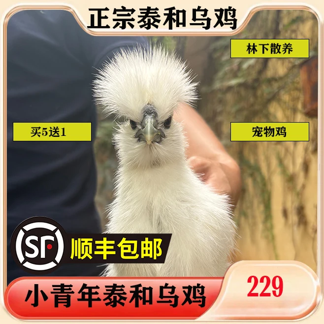 【拍5送1】泰和乌鸡 丝毛乌骨鸡 宠物鸡 小青年鸡 顺丰包邮包路损