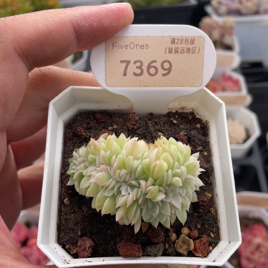 东云缀7369-5厘米