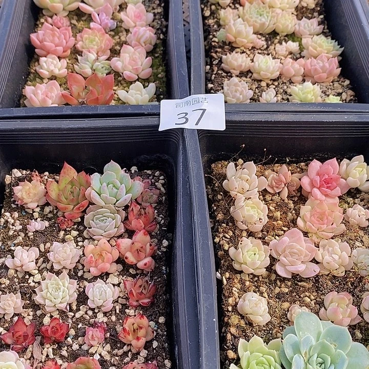 37 多肉植物盆栽花卉