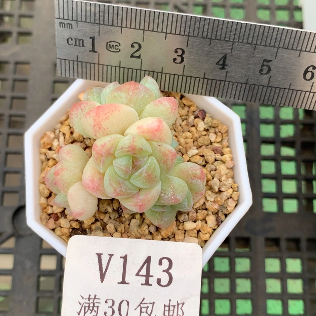 143。白体冰玉五头小脸。