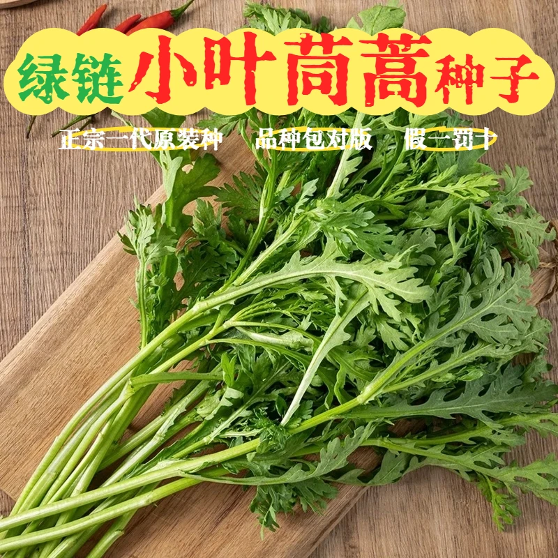 【小叶茼蒿种子】光杆茼蒿四季播耐寒农家蔬菜秋季种皇帝菜