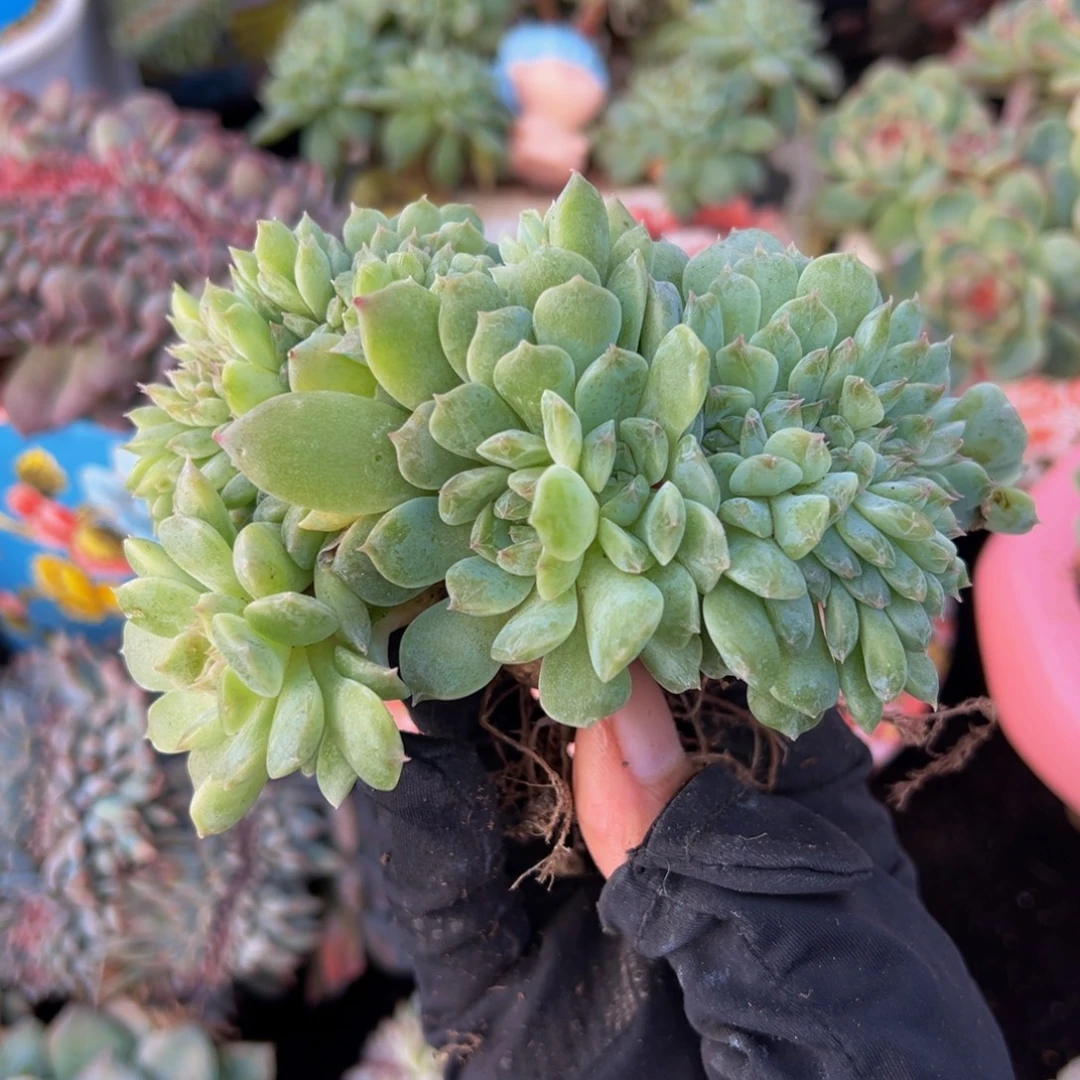 小桃花冰魄缀微瑕