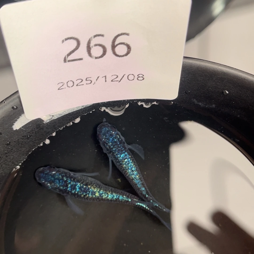 青鳉鱼266海王星一对