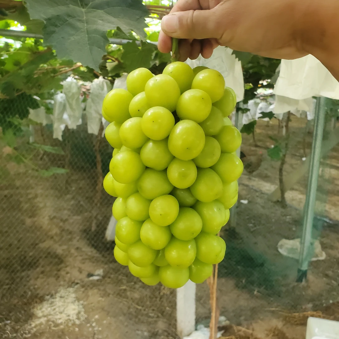 新鲜采摘阳光玫瑰葡萄香脆甜多汁有玫瑰香当季水果孕妇水果