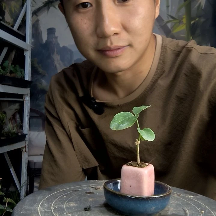 淇中青园艺一物一拍289