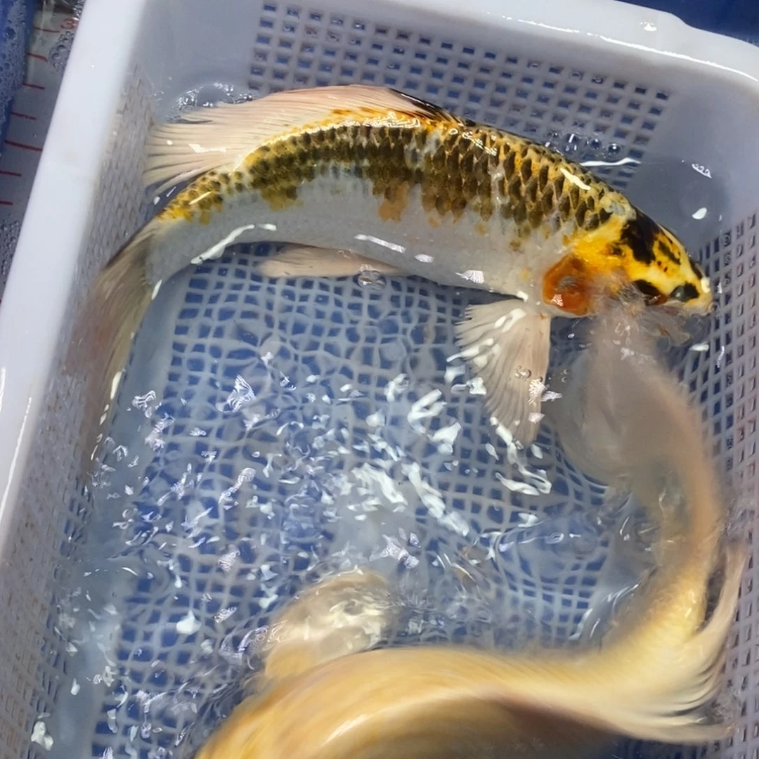 锦鲤冷水锦鲤包邮