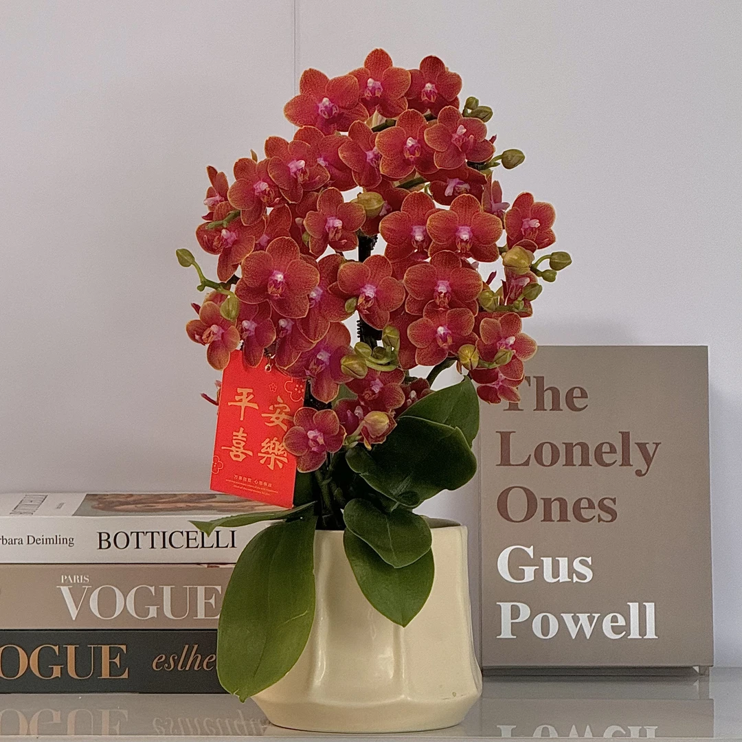 蝴蝶兰《香恋博格利》橙色系爆款年宵花浓香型4年老庄苗基地直发2-4