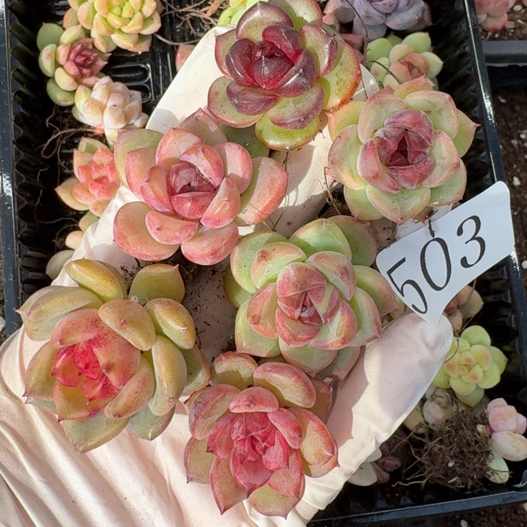 多肉植物多肉植物503